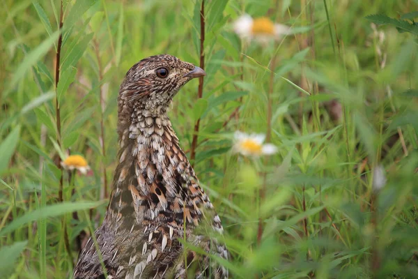 Kragenhuhn Ruffed Grouse Bonasa Umbellus — Stock Photo, Image