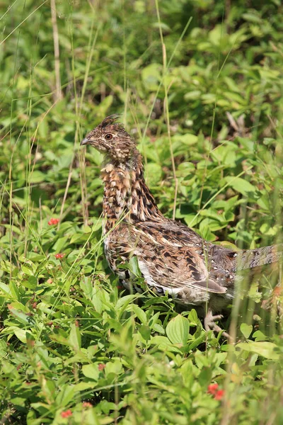 Kragenhuhn Ruffed Grouse Bonasa Umbellus — Stock Photo, Image