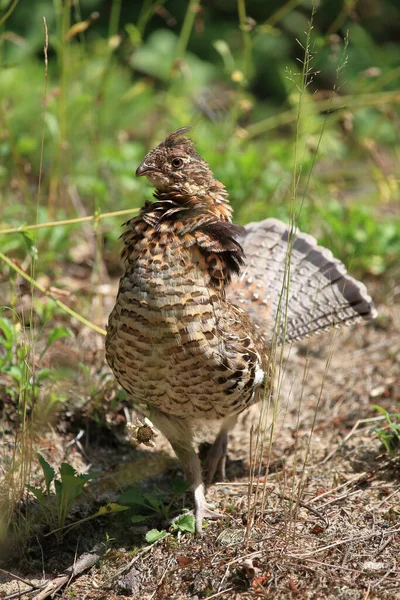 Kragenhuhn Ruffed Grouse Bonasa Umbellus — Stock Photo, Image