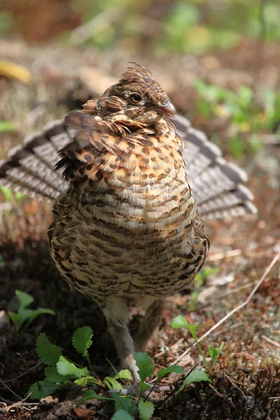 Kragenhuhn Ruffed Grouse Bonasa Umbellus — Stock Photo, Image