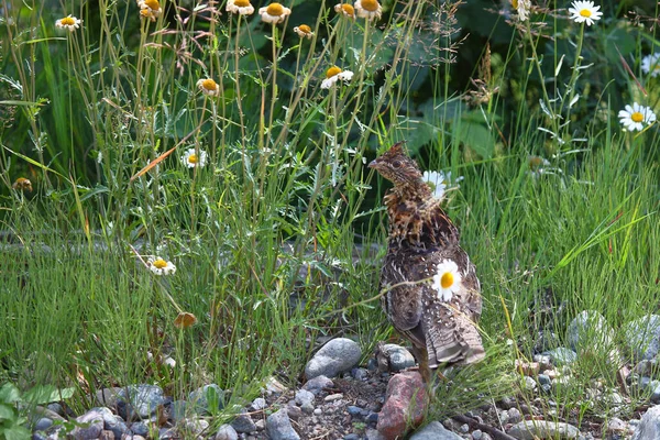 Kragenhuhn Grouse Ruffed Bonasa Umbellus — Fotografia de Stock