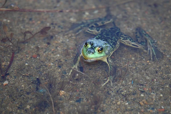 Nerzfrosch Mink Kurbağası Lithobates Septentrionalis — Stok fotoğraf