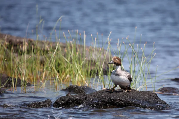 Schellente / Common goldeneye / Bucephala clangula