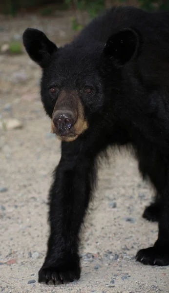 Schwarzbaer Black Bear Ursus Americanus — стокове фото