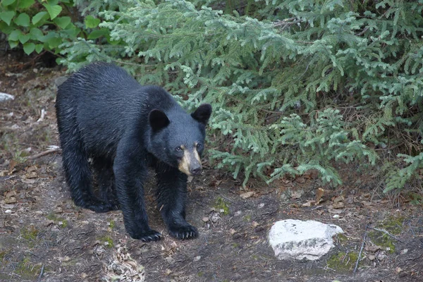 Schwarzbaer Black Bear Ursus Americanus — Stok fotoğraf