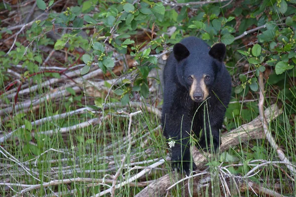 Schwarzbaer Medvěd Černý Ursus Americanus — Stock fotografie