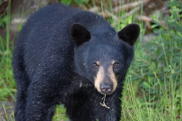 Schwarzbaer Black Bear Ursus Americanus — Stok fotoğraf