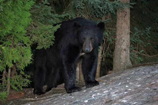 Schwarzbaer Black Bear Ursus Americanus — Stock Photo, Image