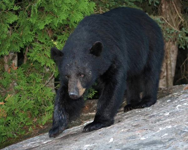 Schwarzbaer Ours Noir Ursus Americanus — Photo