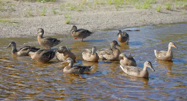 Stockente Mallard Anas Platyrhynchos — Φωτογραφία Αρχείου