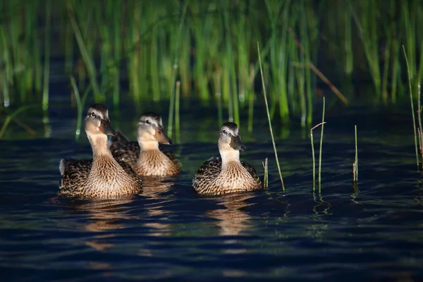 Stockente Mallard Anas Platyrhynchos — Stockfoto