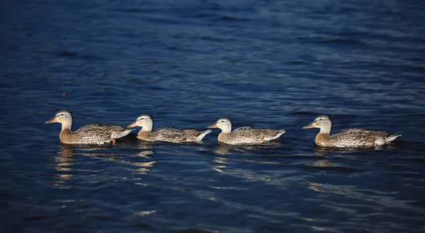 Stockente Mallard Anas Platyrhynchos — Stockfoto