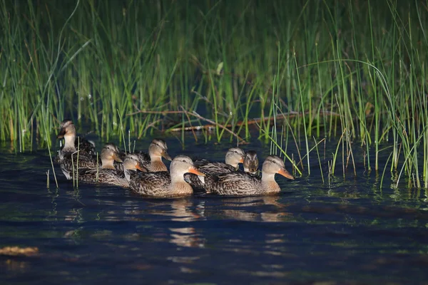 Stockente Mallard Anas Platyrhynchos — Stockfoto