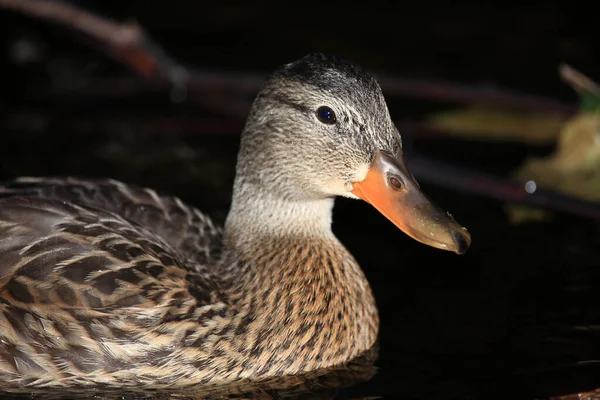 Stockente Mallard Anas Platyrhynchos — стоковое фото