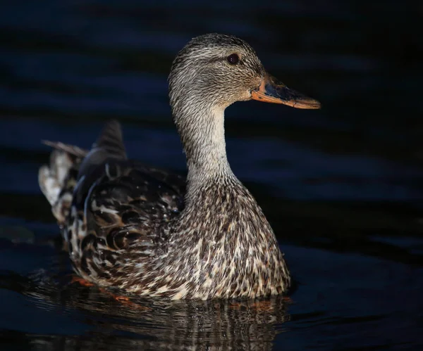 Stockente Mallard Anas Platyrhynchos — Fotografia de Stock