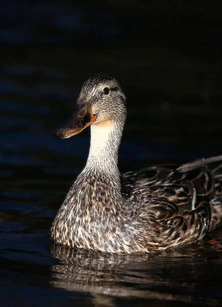 Stockente Mallard Anas Platyrhynchos — Fotografia de Stock