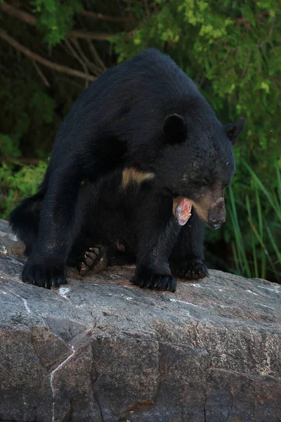 Verletzter Schwarzbaer Injured Black Bear Ursus Americanus — стокове фото