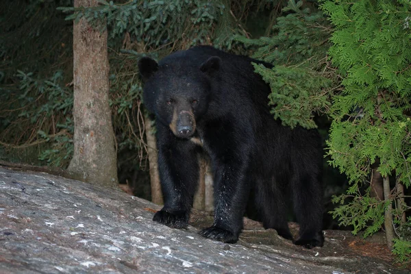 Verletzter Schwarzbaer Yaralı Kara Ayı Ursus Americanus — Stok fotoğraf