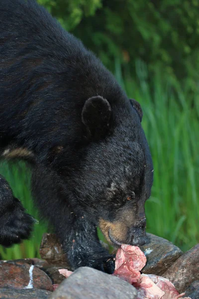 Verletzter Schwarzbaer 負傷した黒いクマ Ursus Americanus — ストック写真