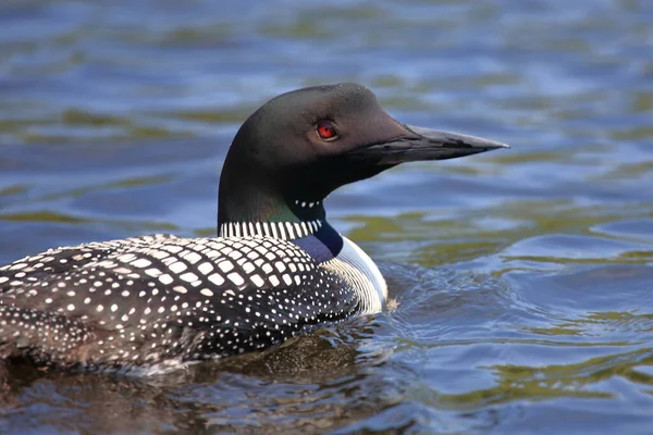 Eistaucher Common Loon Gavia Immer Stock Picture