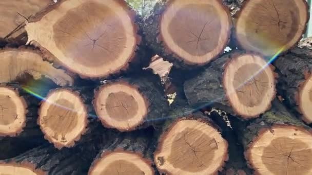 Magazyn Drewna Znajdujący Się Terenie Zalesionym Ładowarka Kompiluje Długie Kłody — Wideo stockowe