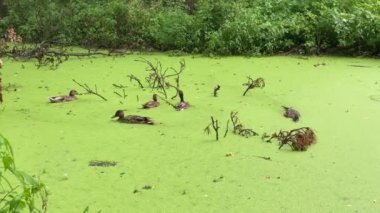 Wild family of ducks floating in the water in the lake with green duckweed in the rain.