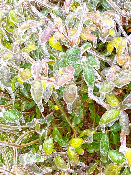 Frost damaged leaves, leaves covered in ice during winter storm. Icing. Abnormal winter season. Climate change