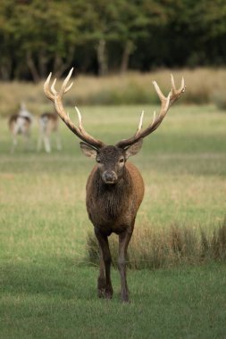 Slab of the stag in the Belgian Ardennes.