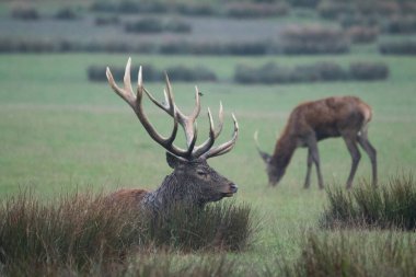 Slab of the stag in the Belgian Ardennes.