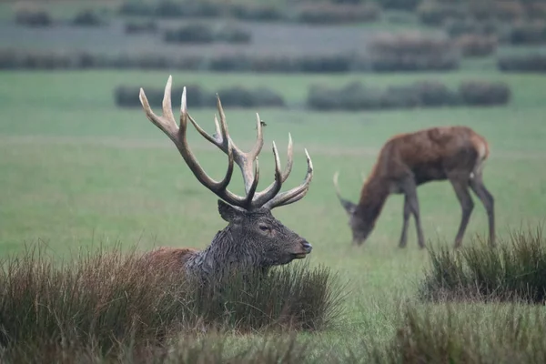 Slab Stag Belgian Ardennes Stock Photo