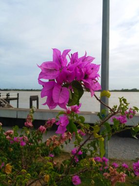 Açık gökyüzünde parlak, mor bir bougainvillea 'ya yakın