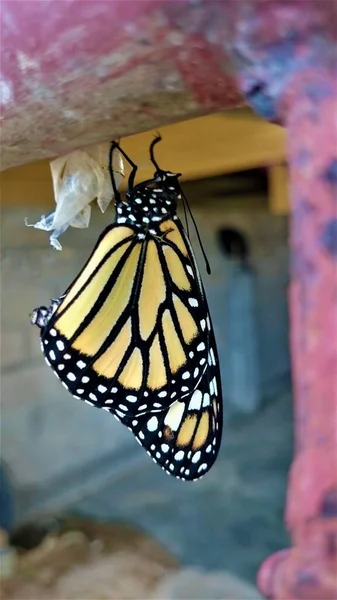 Close up of a monarch butterfly out of coccoon