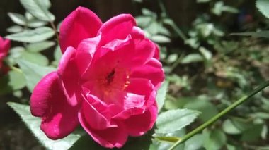 Bahçede bir yerde, meşgul bir arı nektar toplamak için etrafında uçarken güzel pembe bir gül çiçek açıyor. Rüzgarda sallanan gül, güneşin altında güneşlenir.