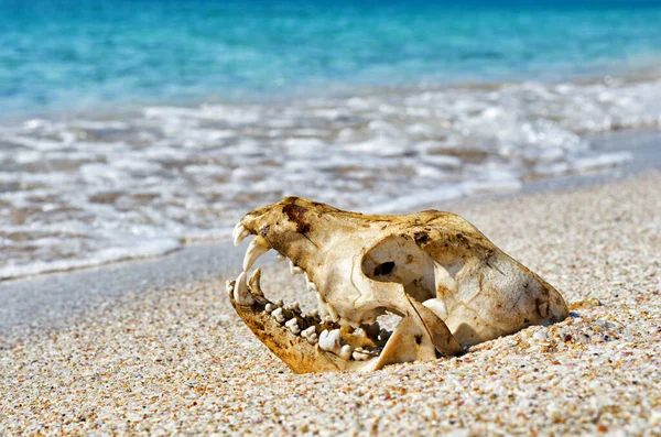 Animal skull on the sea beach, dog skull lies in the sand