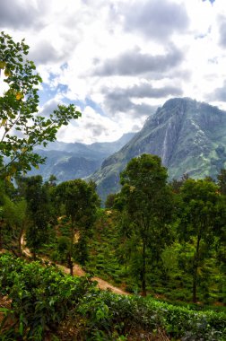 Sri Lanka 'daki tropikal ormanın güzel manzarası. Resimli dağların, bulutların ve çay tarlalarının zemininde.