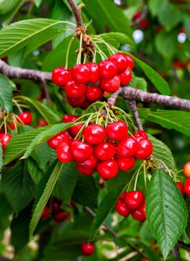Yaz yağmurundan sonra bir ağaç dalında kiraz kırmızısı meyveler ve su damlaları. Arkaplan bulanık