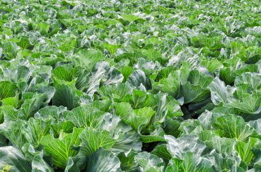 Parlak ve güneşli bir günde bahçede taze bir bahçe lahanası