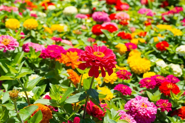 Karpet Bunga Atau Kertas Dinding Floral Close Flowers Multi Colored — Stok Foto