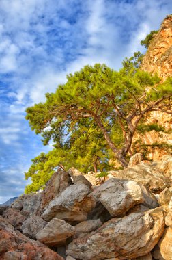 Denize yakın bir uçurumun üzerinde, mavi bir gökyüzünün ve büyük taşların arkasında bir ağaç..
