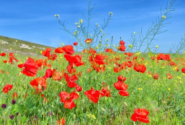 Kırmızı gelincikler yeşil tepelerin ve mavi gökyüzünün arka planına karşı. Parlak, güneşli bir gün