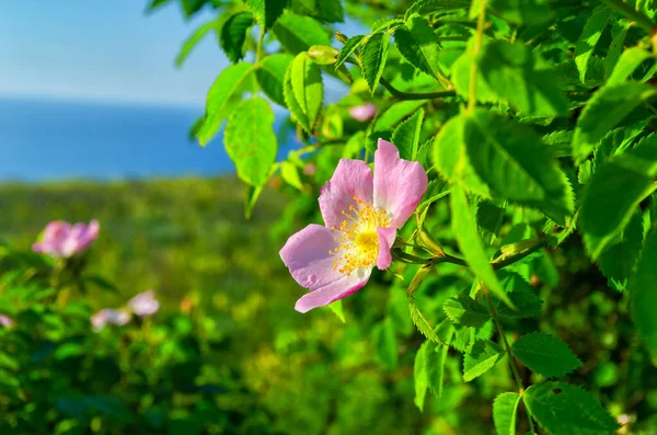 Wild Rose Bush Blooms Field Blue Sky Sea Bright Sunny — Stock Photo, Image