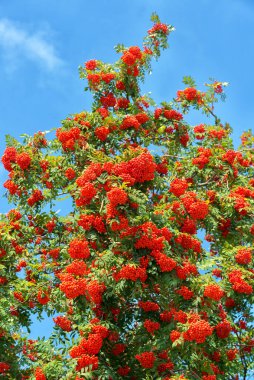 Mavi gökyüzüne karşı kırmızı rowan kümeleri. Sonbahar kırmızı meyveleri.