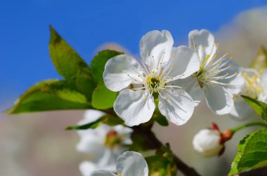 Mavi gökyüzüne karşı bir dalda beyaz kiraz çiçeği. Bahar çiçekleri. Yüksek kalite fotoğraf