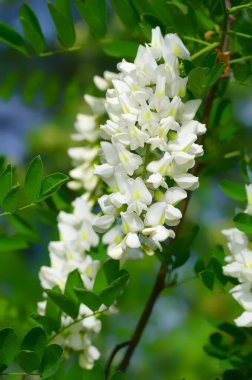 Yeşil bir ağacın arka planında beyaz bir akasya. Bahar çiçekleri. Yüksek kalite fotoğraf