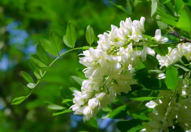 Yeşil bir ağacın arka planında beyaz bir akasya. Bahar çiçekleri. Yüksek kalite fotoğraf