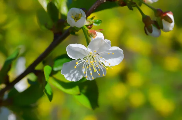 White Flower Cherry Tree Branch Background Green Trees Spring Flowering — Stock Photo, Image