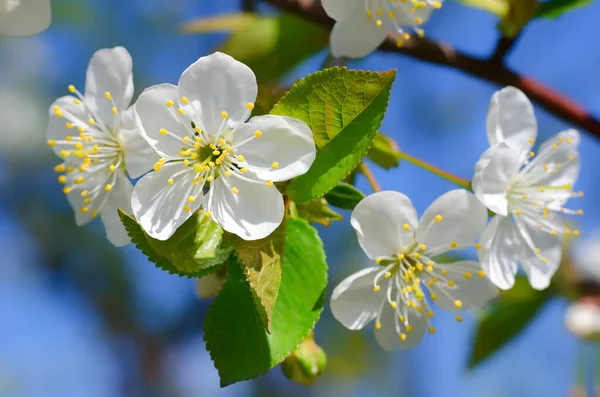 White Cherry Flower Branch Blue Sky Spring Flowering High Quality — Stock Photo, Image