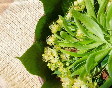 Linden çiçekleri bir tabakta çuval bezinin arka planında yatıyor. Çay demlemek için..