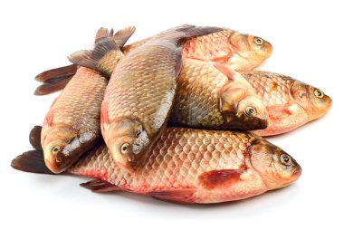 Bir sürü sazan balığı var, sazan familyasından bir tür ışın yüzgeçli balık..