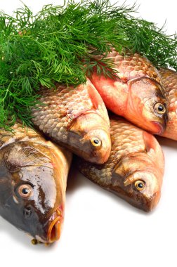 Sazan familyasından birçok sazan türü vardır. Sazan familyasından bir tür ışın yüzgeçli balık türü. beyaz arkaplanda izole.